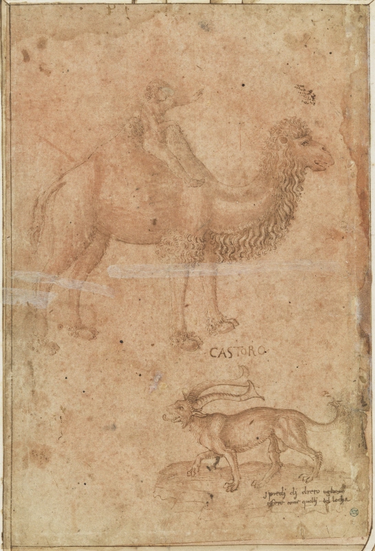 En kamel med ett ridande barn. Därunder ett fabeldjur "Castoro"
