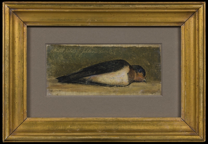 Study of a Dead Swallow