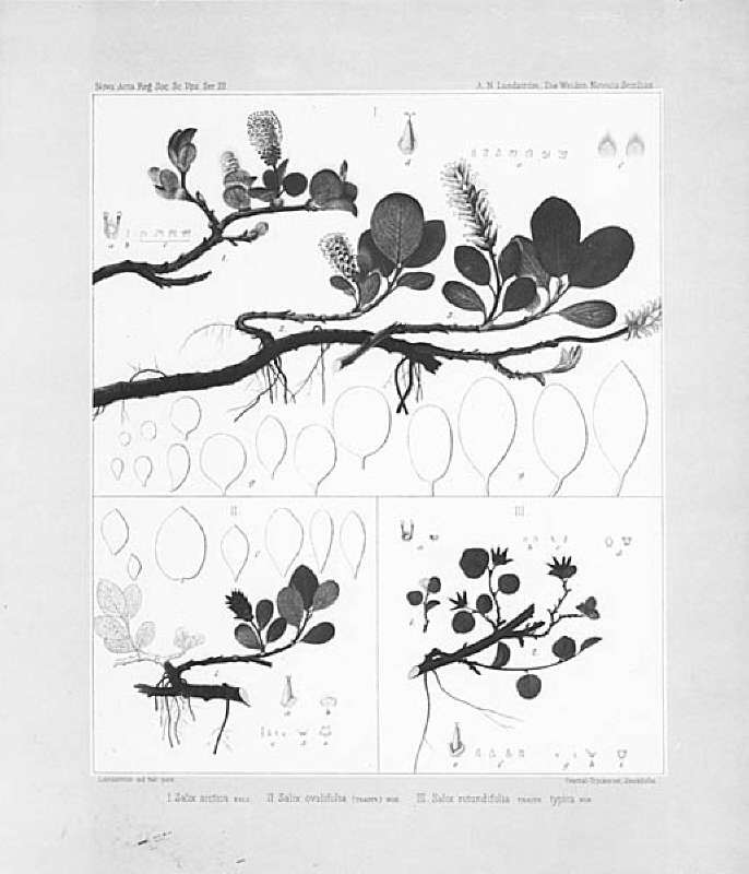 I Salix arctica IISalix ovalifolia III Salix rotundifolia