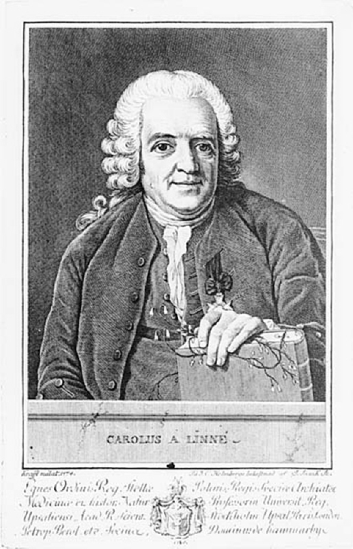 Carolus A Linné