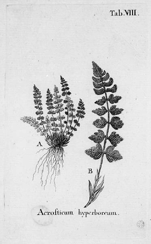 "Acrofticum.  hyperboreum", plansch