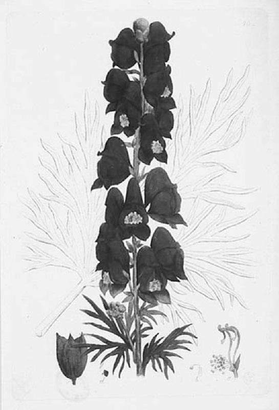 Stormhatt, Aconitum napellus, plansch