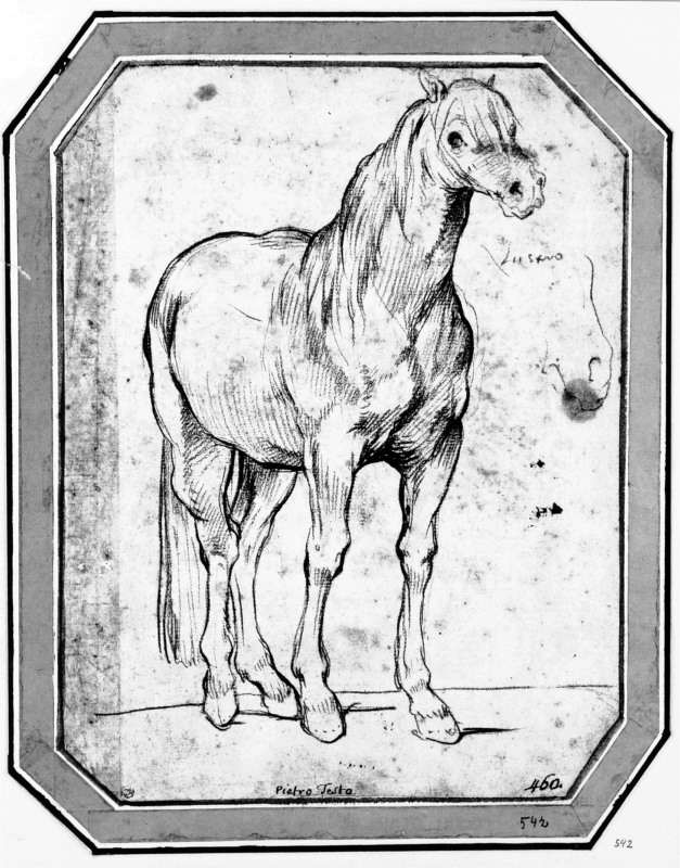 Studie av en häst för "Målningens triumf i Parnassos"