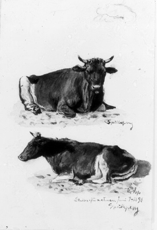 Liggande rödbrokig ko