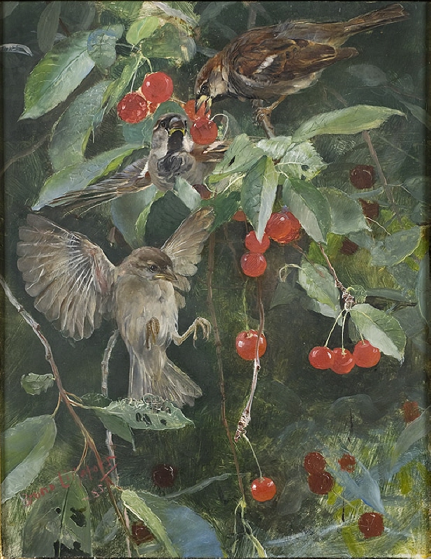 Sparrows in a Cherry Tree. Five studies in one frame, NM 2223-2227