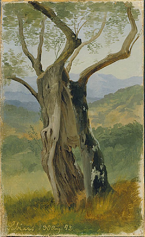 An Old Olive Tree. Study