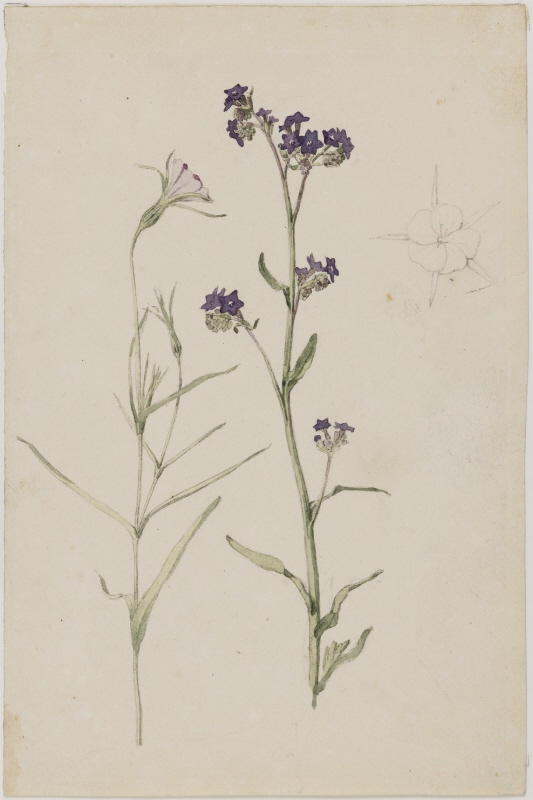 Study of Flowers, Common Corncockle and Common Bugloss