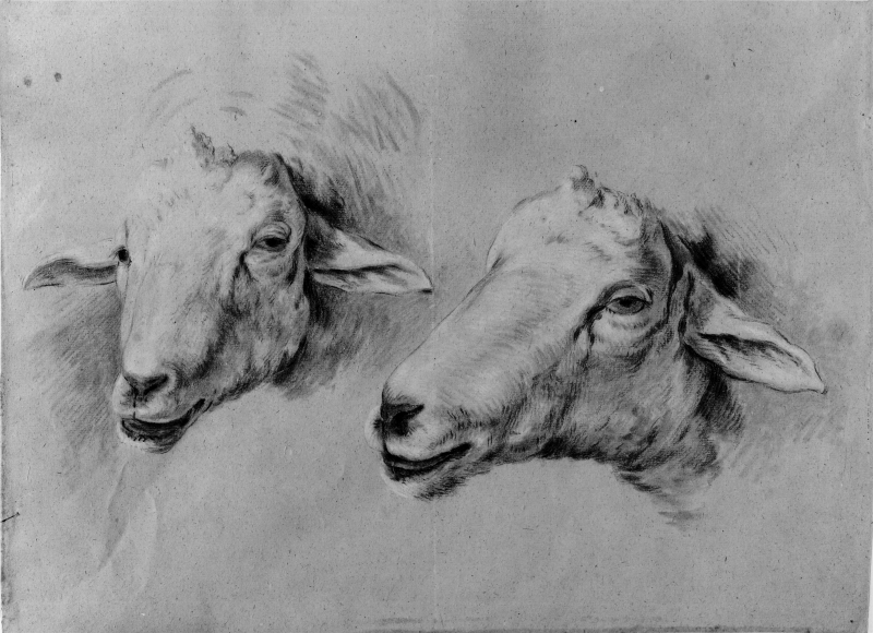 Två huvuden av lamm