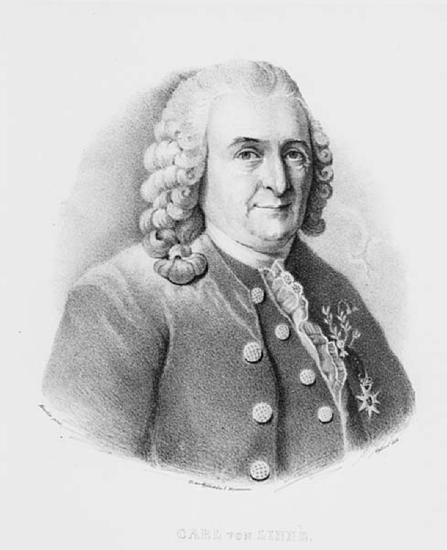 Porträtt av Carl von Linné
