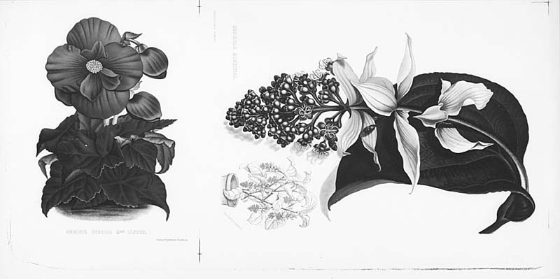 1 Begonia Hygrida Mme Linden 2 Medinilla Magnifica