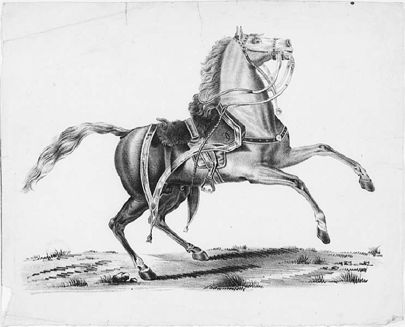Springande sadlad häst