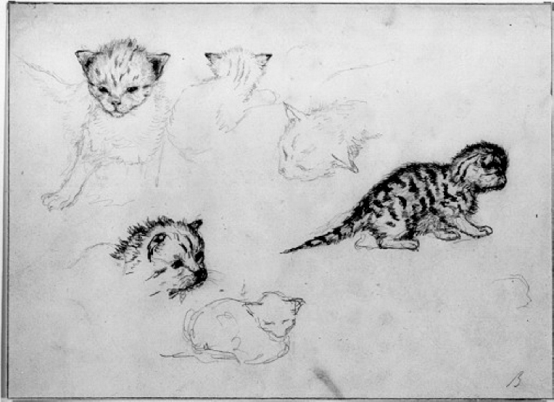 Kattstudier, delvis skisser
