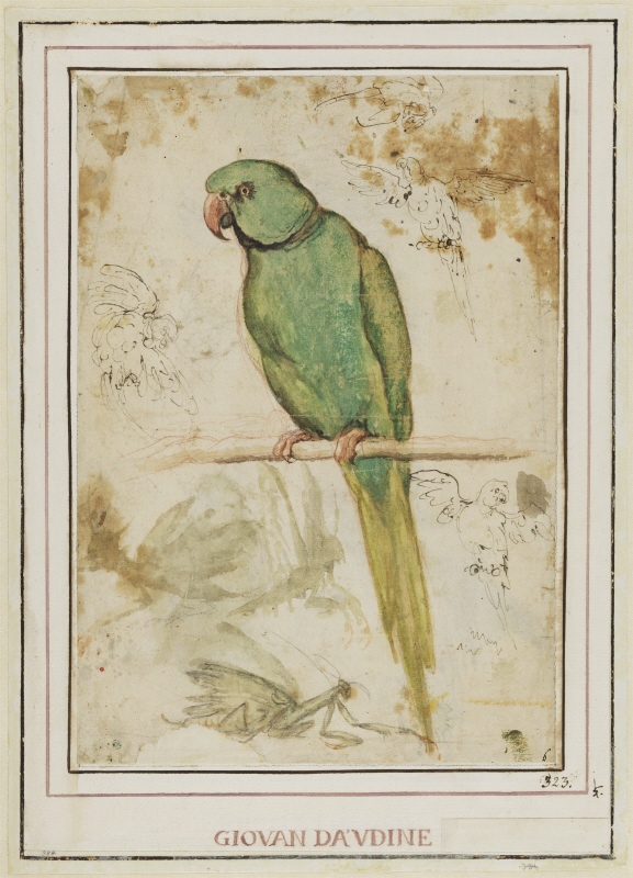 A Green Parrot and Small Sketches of Parrots and Mantids