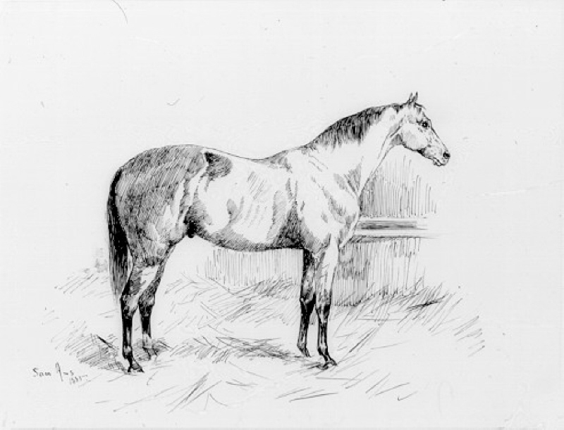Häst i stall