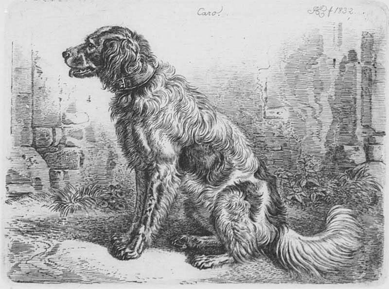 "Caro", sittande fågelhund