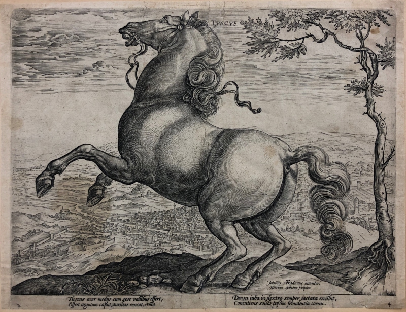 Tuscus, stegrande häst