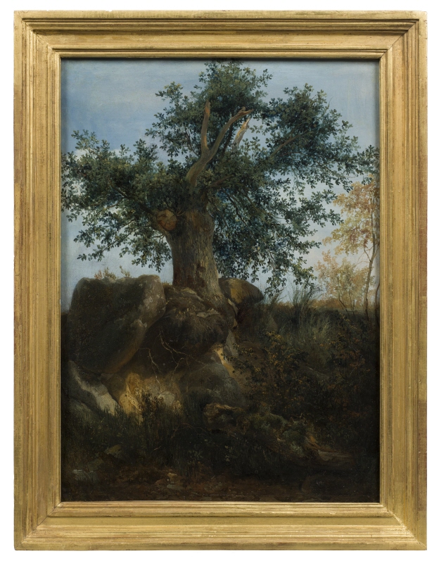 Study of an Oak in Fontainebleau