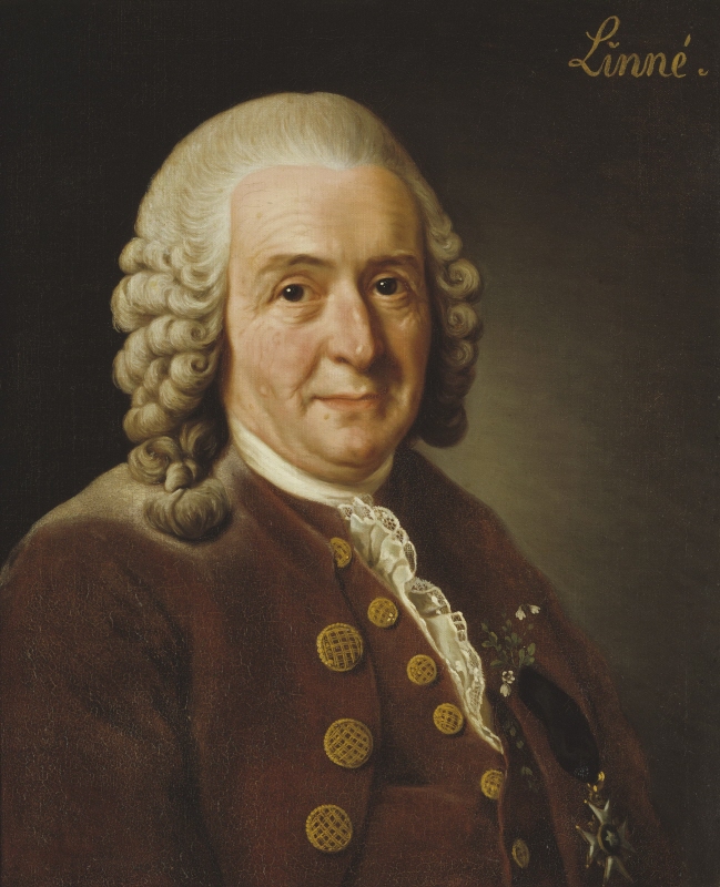 Carl Linnaeus (1707–1778), Professor and Botanist, 1775