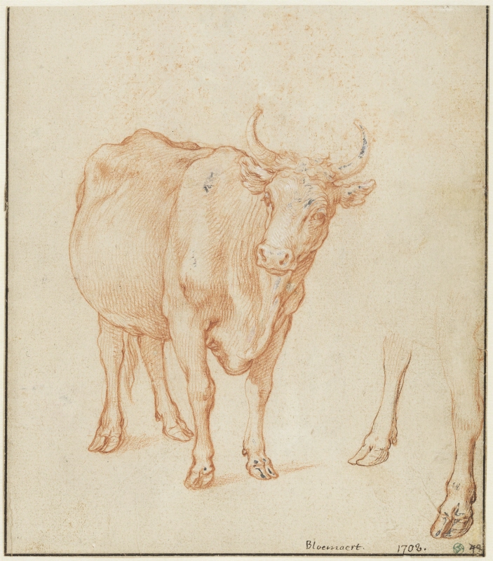 Studies of a cow