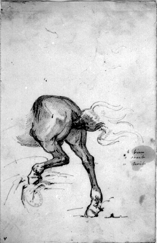 Studie av en hästs bakdel