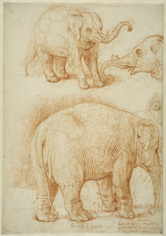 Studier av en elefant