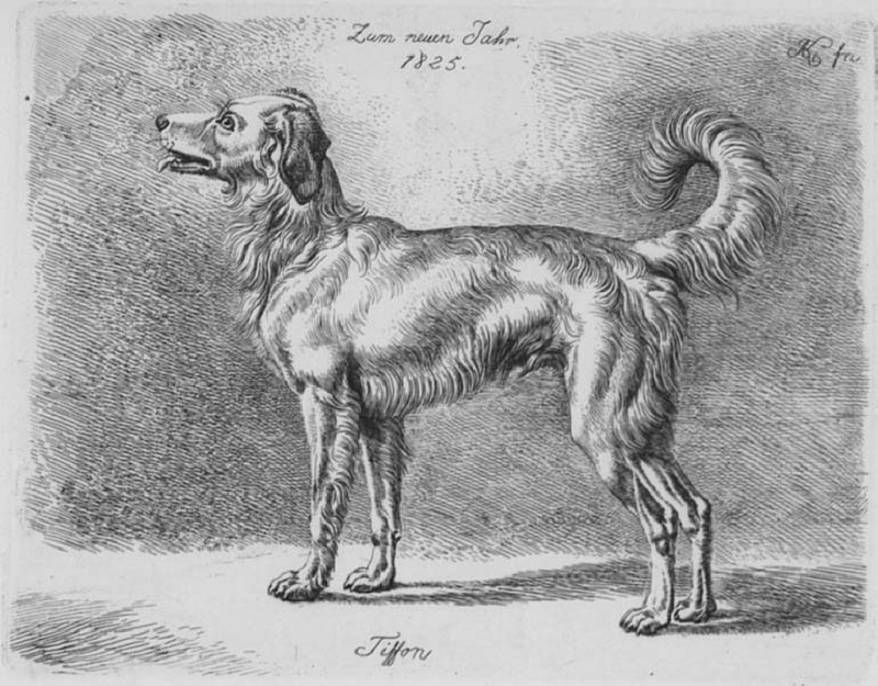 "Tiffon", stående hund