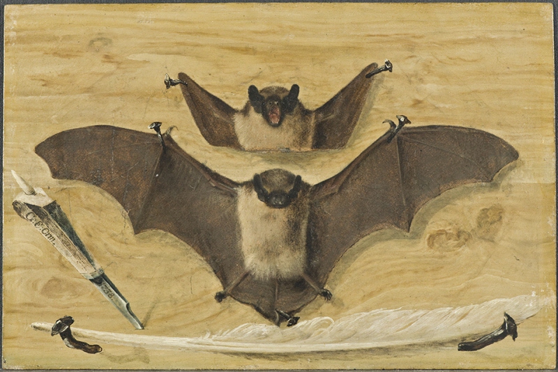 Trompe l'oeil: Two bats nailed to a timber wall, knife and quill pen ("The Bat Painting")