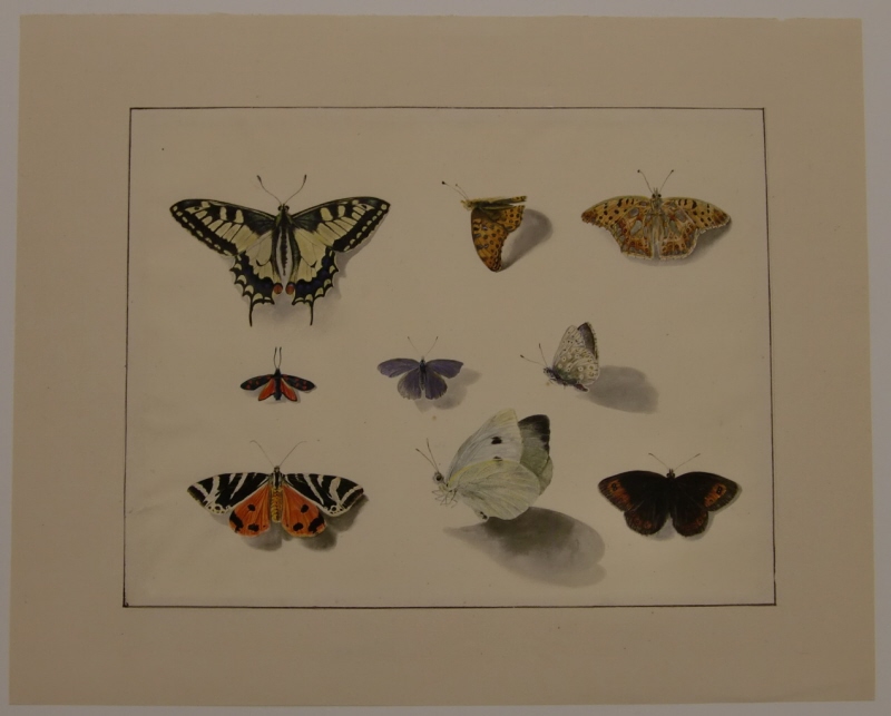 Studier av nio fjärilar