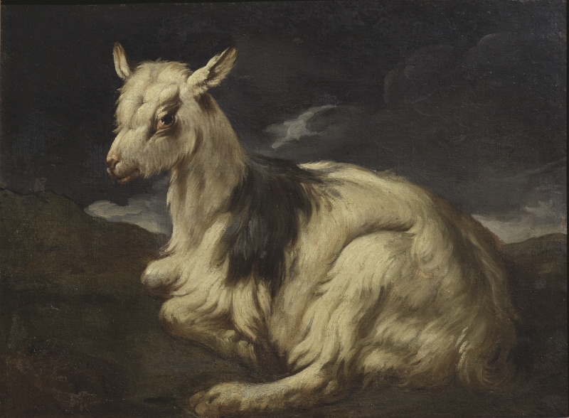 A Goat Resting