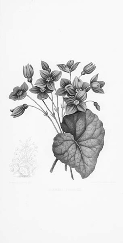 "Begonia Froebeli"