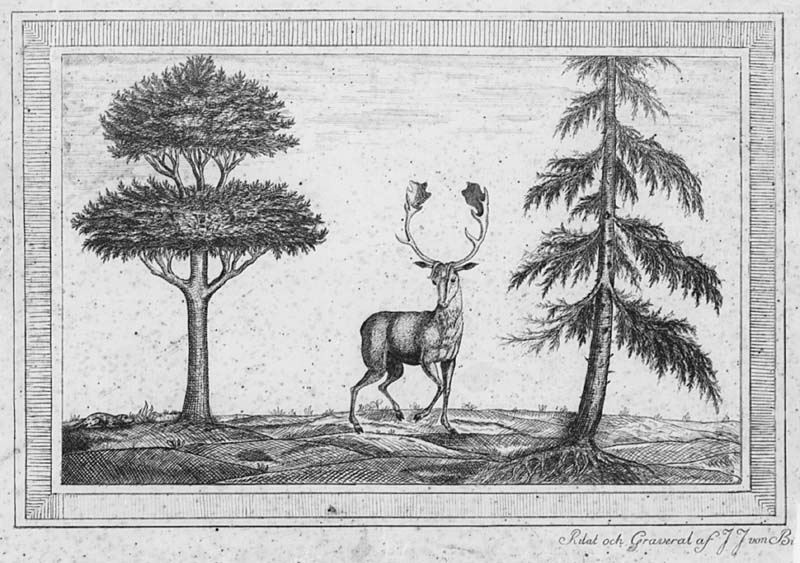 En hjort stående mellan två träd