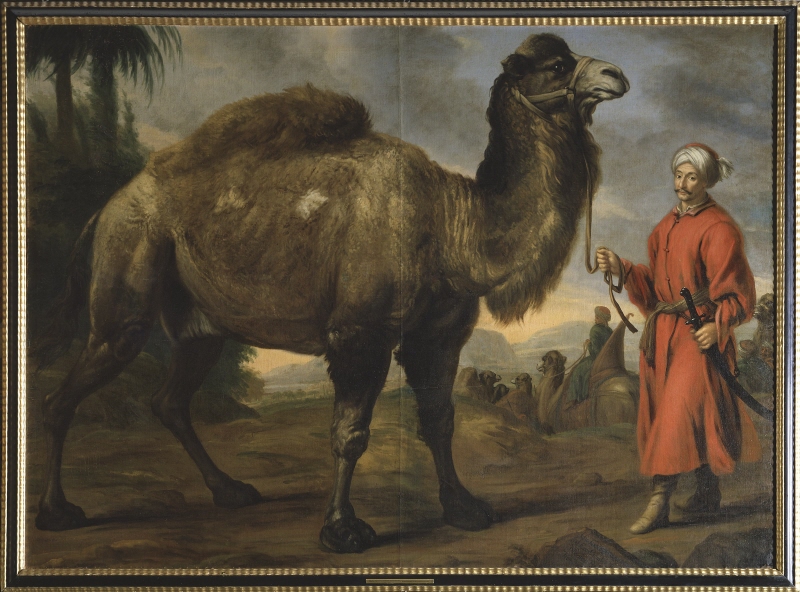 Kamel med förare
