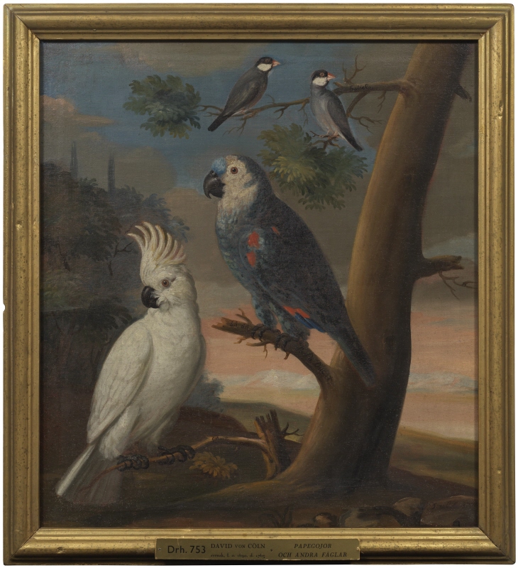 En kakadua, en papegoja och risfåglar