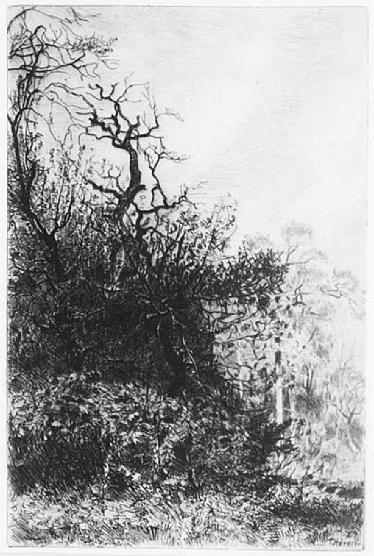 "Busksnår i Fontainebleauskogen"