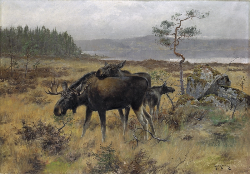 An Elk family