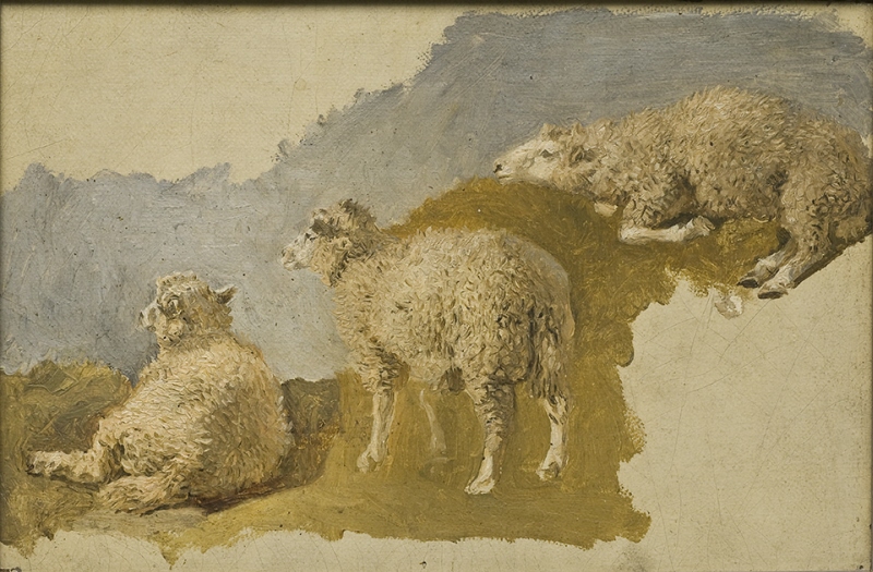 Three Sheep. Study
