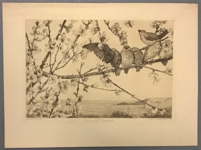 Fåglar sittande på ett persikoträd i blom