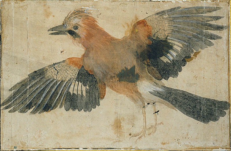 Stående fågel med utbredda vingar