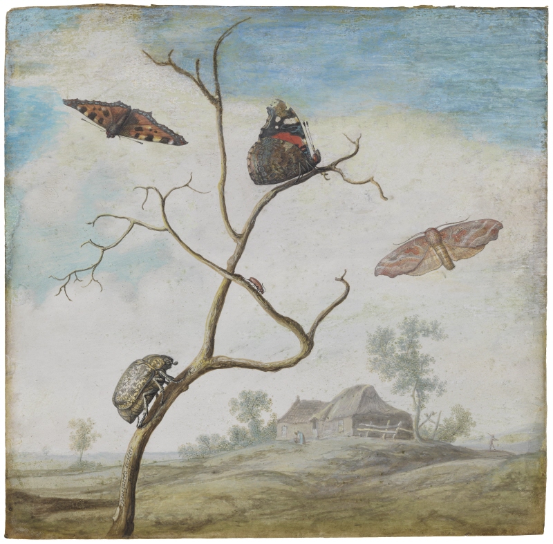 Butterflies and beetles in a landscape