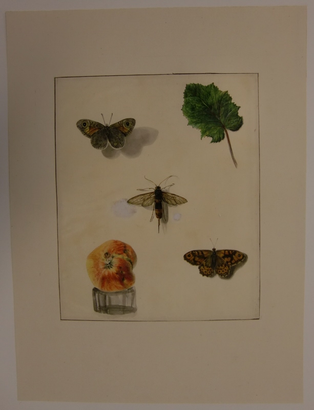 Studier av två fjärilar, ett äpple, ett grönt blad och en insekt