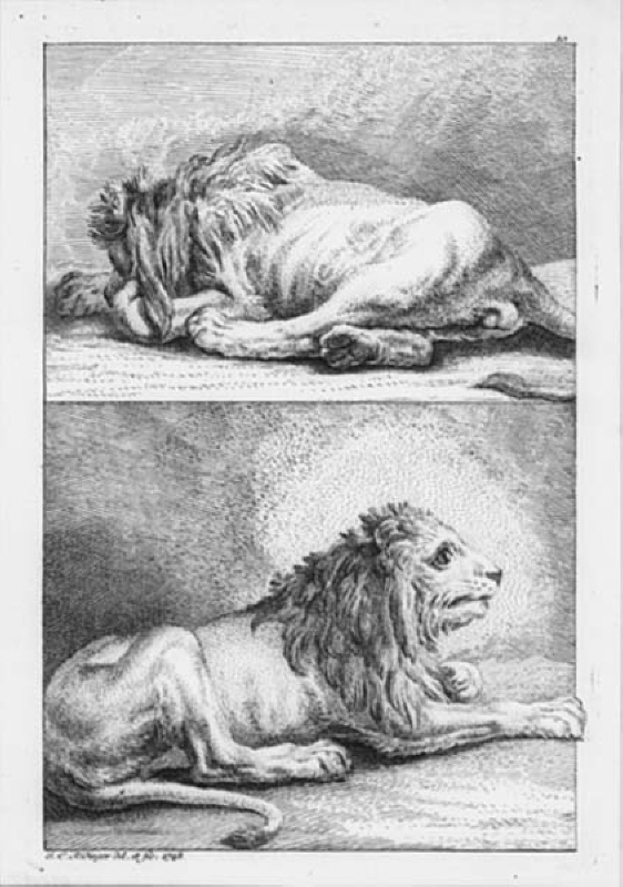 Två liggande lejonhanar. "Neues Zeichnungsbuch..."