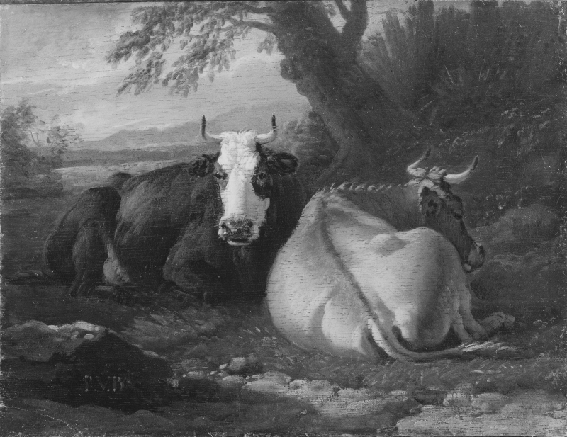 Two Cows Resting