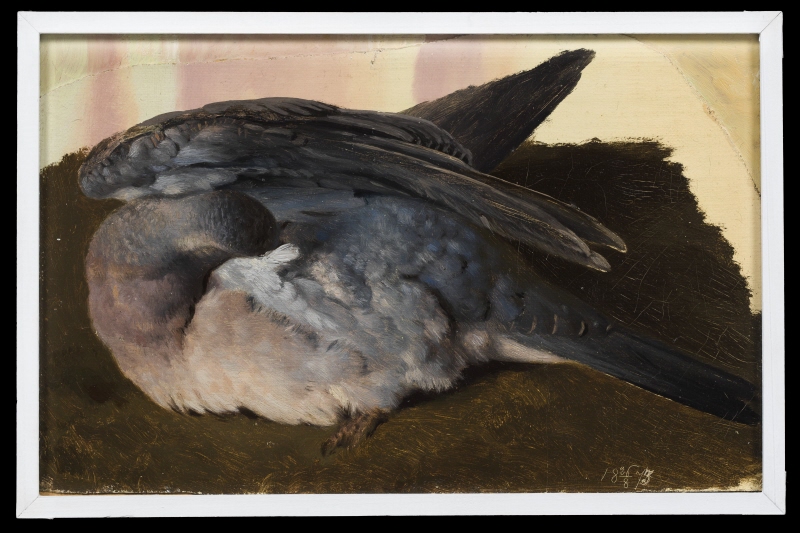 Study of a Sleeping Stock Dove