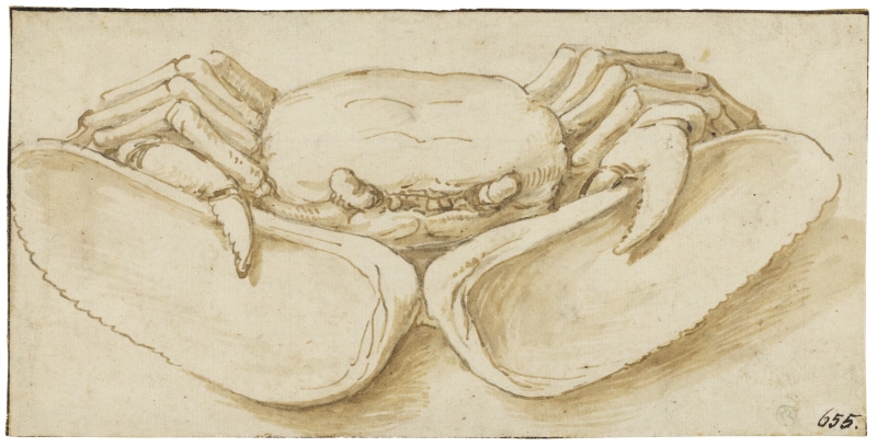 En krabba håller en mussla öppen med sina klor