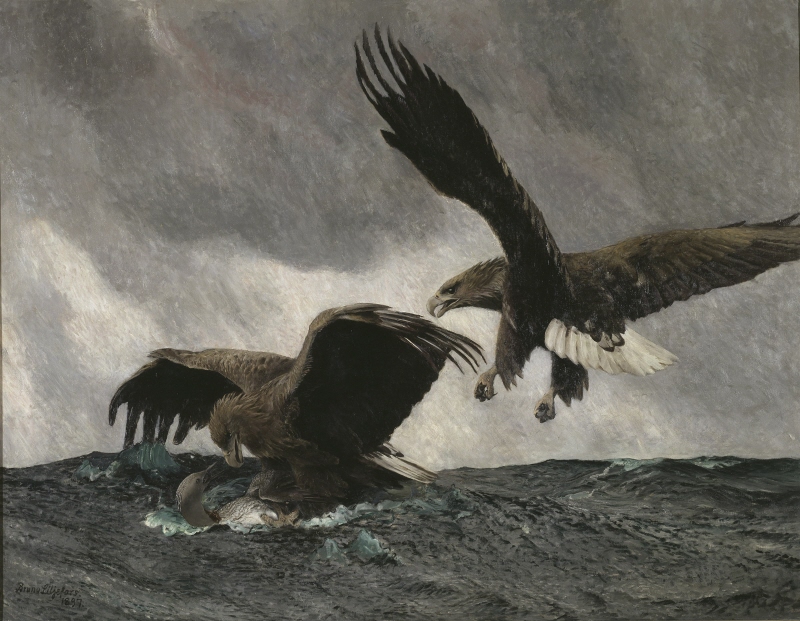 Sea Eagles