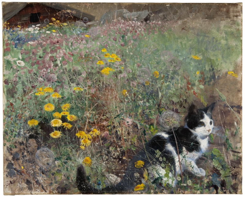 Cat on a flowery meadow